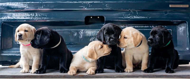 Puppies, Labrador Retriever, Cute dogs, Labrador puppies, 5K