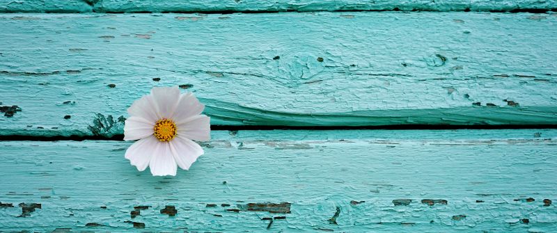 White flower, Wooden background, Teal, Turquoise, 5K, Pastel cyan, Pastel background