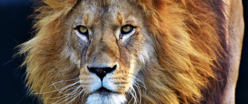 African Lion, Closeup, Big cat, Predator, Wild animal, Carnivore