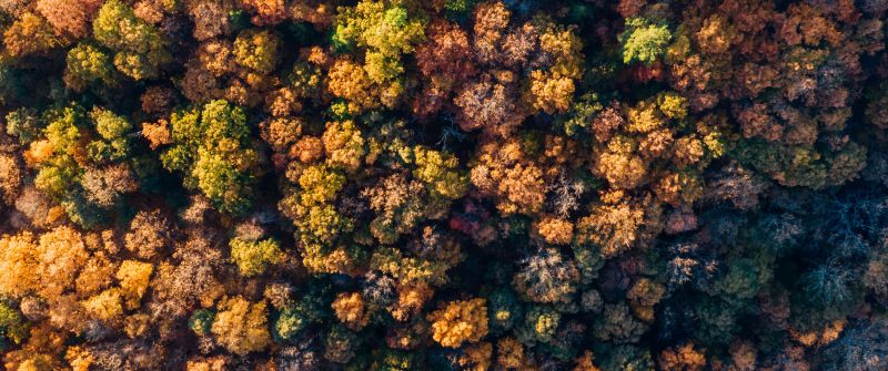 Autumn Forest, Aerial view, Autumn trees, Top View