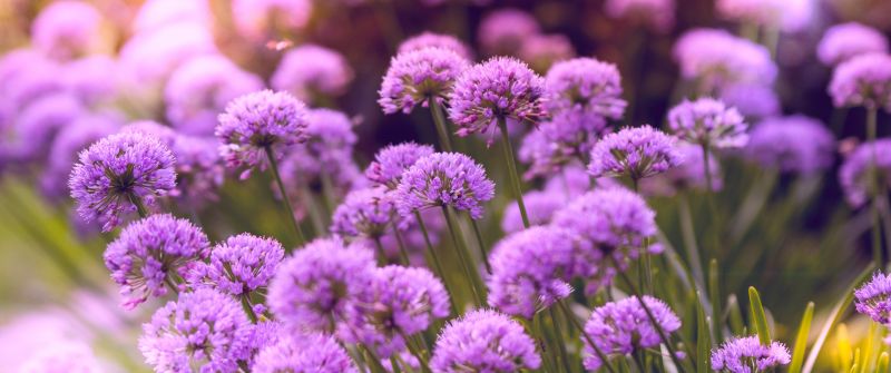 Purple Flowers, Flower garden, Blossom, Bloom, Spring, Bokeh, Vibrant, 5K