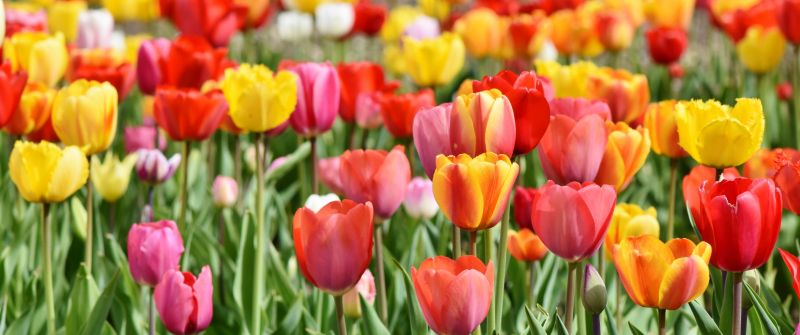 Tulip Field, Multicolor, Colorful, Red, Yellow, Flower garden, Tulip flowers, Green leaves, Blossom, Bloom, Spring, 5K, Tulip garden