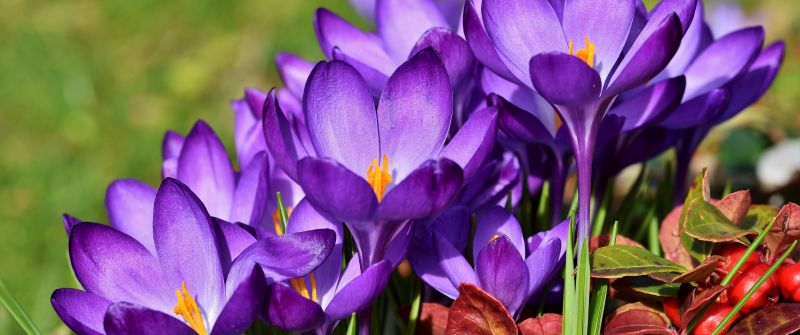 Crocus flowers, Violet flowers, Garden, Blossom, Bloom, Spring, Flora, 5K