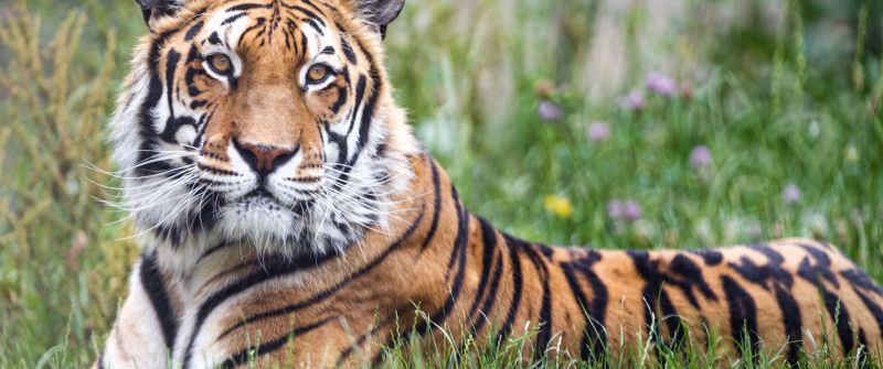 Bengal Tiger, 5K, Big cat, Predator, Green Grass, Wild animal, Zoo, Carnivore, Closeup