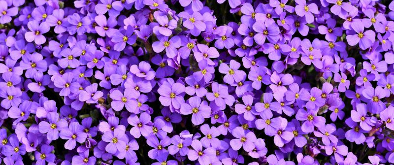 Aubrieta, Violet flowers, Blossom, Spring, Bloom, Purple, Floral Background, Aesthetic, 5K