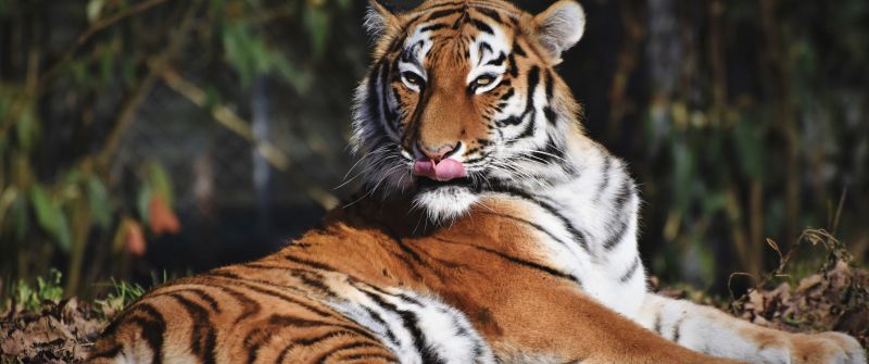 Siberian tiger, Predator, Big cat, Carnivore, Wild animal, Zoo, Closeup, 5K