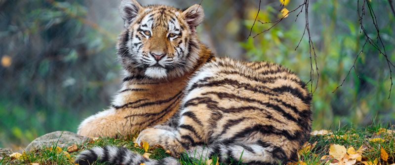 Young tigress, Carnivore, Autumn leaves, Grass, Wild animal, Zoo, Big cat, Predator, Portrait, Siberian tiger, 5K