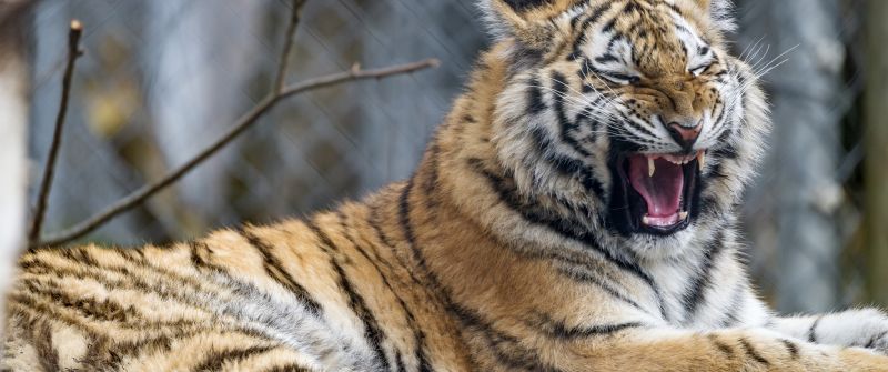 Young tigress, Yawning, Wild animal, Big cat, Predator, Closeup, Carnivore, Zoo, Siberian tiger, 5K