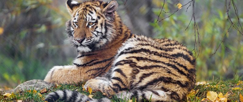 Young tigress, Autumn leaves, Green Grass, Wild animal, Zoo, Big cat, Predator, Portrait, Siberian tiger, 5K