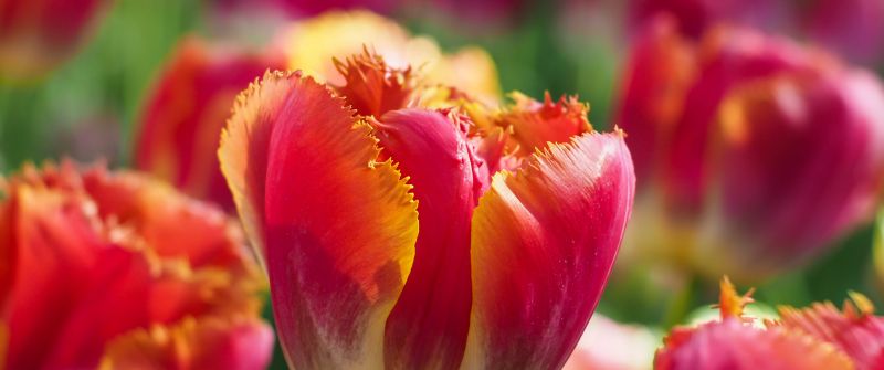 Tulips, Garden, Blossom, Tulip flowers, Bloom, Spring, Bokeh, Red flowers