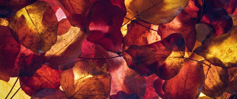 Maple leaves, Autumn season, Foliage, Yellow leaves, Fallen Leaves, 5K