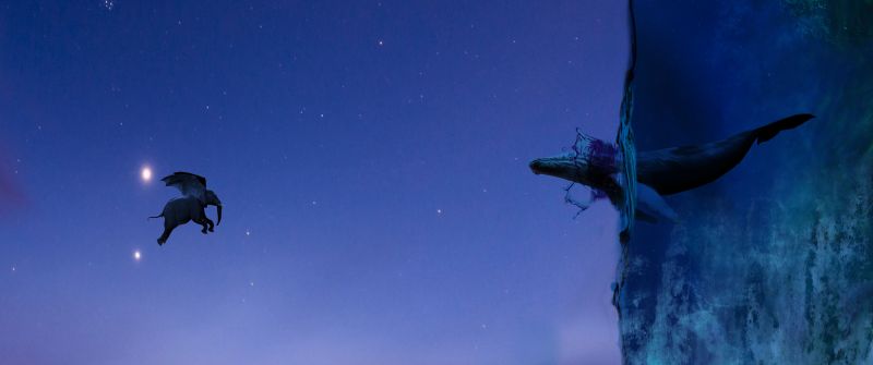 Elephant, Whale, Lands End, Sky, Underwater