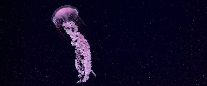Jellyfish, Dark background, Sea Life Aquarium, Underwater, Glowing, Pink, 5K