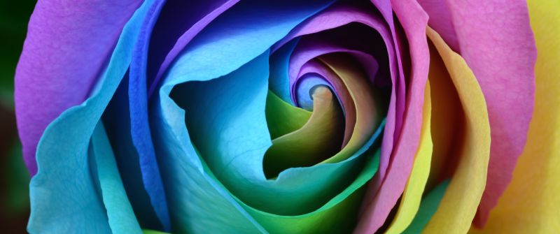 Rose flower, Colorful, Multicolor, Rainbow, Beautiful, Macro, Closeup, Floral, Blossom, Bloom, 5K