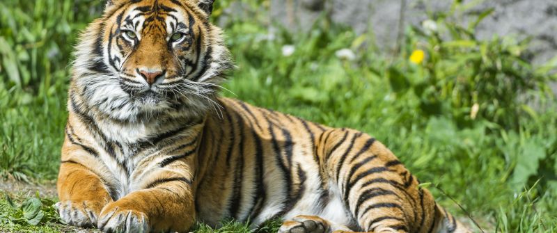 Sumatran tiger, Big cat, Wild animal, Green Grass, Stare, Predator, Carnivore, Zoo