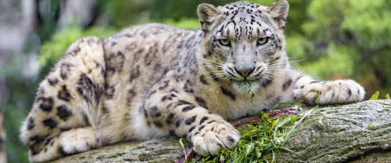 Snow leopard, Wild Cat, Predator, Carnivore, Zoo, Stare, 5K