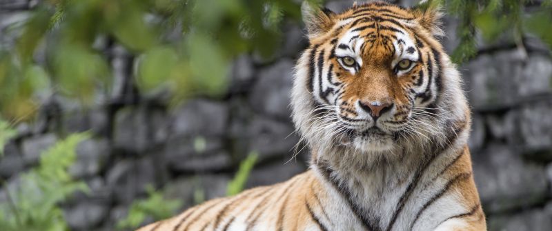 Siberian tiger, Big cat, Wildlife, Predator, Carnivore, Green Grass, 5K