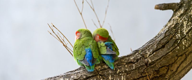 Rosy Faced Lovebirds, Peach Faced Lovebirds, Bird Couple, Tree Branch, Colorful, Cute bird