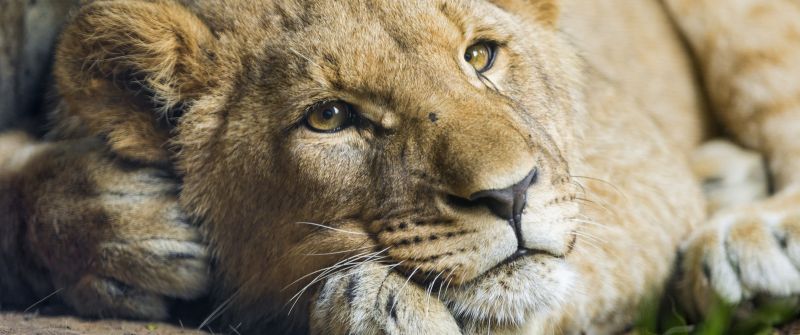 African Lion, Cub, Big cat, Young Lion, Zoo, Wild, Predator, Carnivore, 5K
