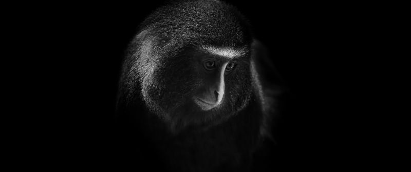 Hamlyn's monkey, Owl-faced monkey, Dark, Black background, 5K, 8K
