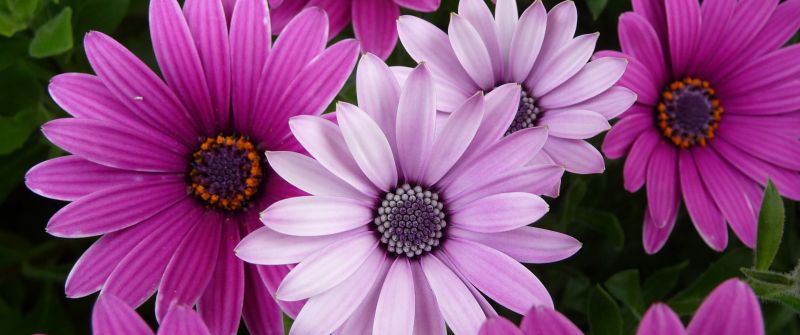 Daisy flowers, Garden, Purple Flowers, Pink flowers, Closeup, Bloom, Blossom
