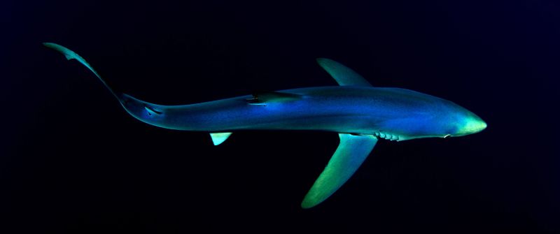 Blue Shark, Underwater, Atlantic Ocean, Deep Sea, Dark background, 5K