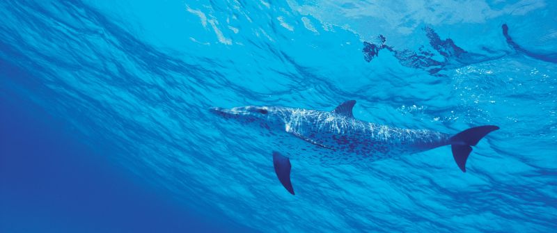 Dolphins, Underwater, Under the Sea, Aqua blue