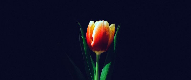 Tulip flower, Orange tulips, Dark background, 5K