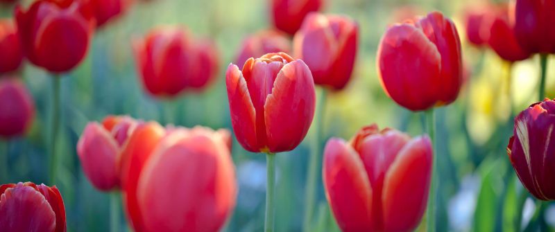 Tulip flowers, Red Tulips, Flower garden, Floriade, Canberra, Spring, Blossom, Bloom