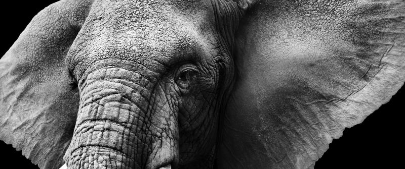 Elephant, Monochrome, Black background, Closeup, Black and White