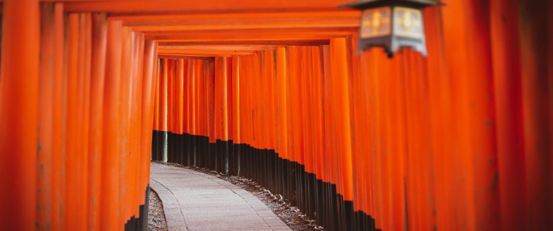 Shinto Shrine, Tokyo, Japanese culture, Torii Pass, Orange, Pattern, Pathway, Temple, Worship, 5K