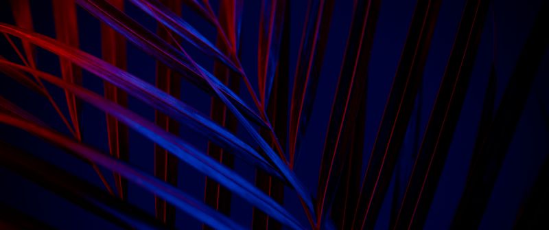 Plant, Dark background, Leaves, Blue, Red, AMOLED, 5K, Dark aesthetic
