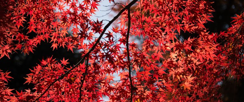 Maple tree, Red leaves, Autumn, Tree Branches, 5K