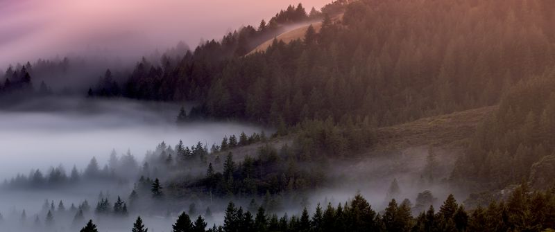 Forest, Foggy, Mist, Pine trees, Early Morning, 5K