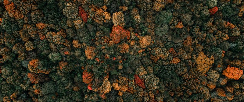 Autumn trees, Drone photo, Forest, Aerial view, Birds eye view, Green Trees, 5K