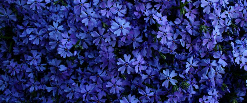 Blue flowers, 5K, Floral Background, Blossom, Garden, Beautiful