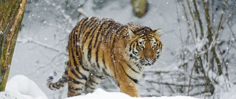 Siberian tiger, Snowfall, Amur tiger, Winter, Cold, Big cat, Wild animal, Predator, Walking, Carnivore, 5K