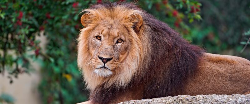 Lion, Wild animal, Carnivore, Predator, Portrait, Closeup, Big cat