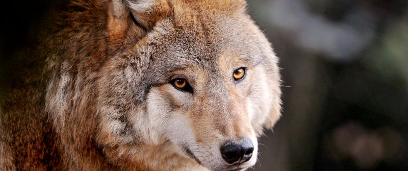 Wolf, Wild animal, Zoo, Canine, Closeup, Face, Staring