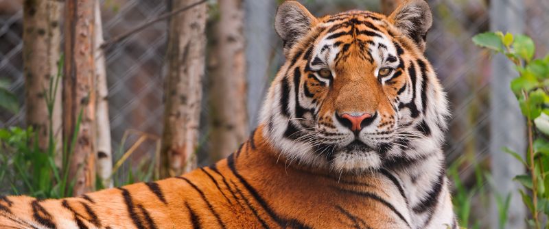 Staring, Siberian tiger, Zoo, Amur tiger, Big cat, Carnivore, Predator, Wild animal
