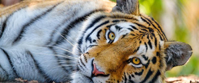 Bengal Tiger, Wild, Closeup, Big cat, 5K