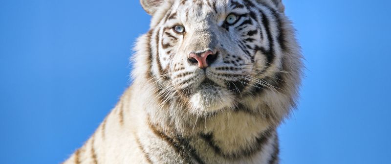 White tiger, Bengal Tiger, Tigress, Blue Sky, 5K