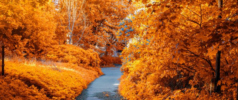 Maple trees, Fall, Autumn, Path, Woods, Fall Foliage, Yellow, Aesthetic