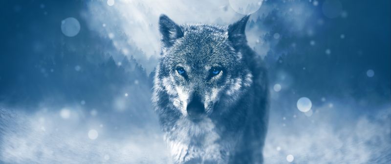 Wolf, Predator, Wild animal, Winter, Snowfall, Fog, Cold, Staring
