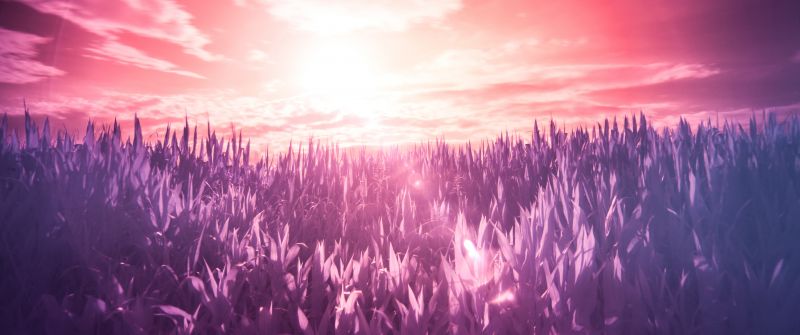 Sunrise, Field, Landscape, Clouds, Purple, 5K