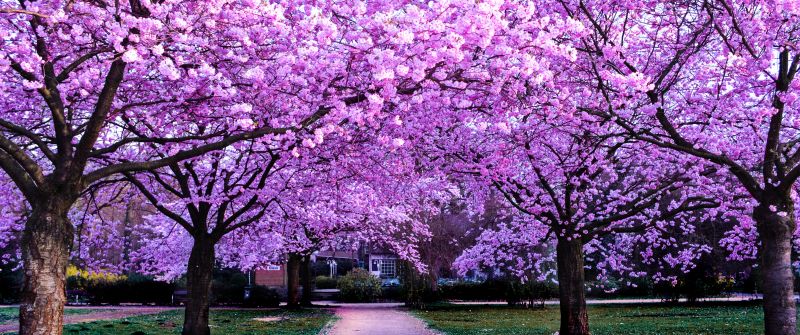 Cherry Blossom Trees, Purple Flowers, Pathway, Park, Floral, Colorful, Spring, Beautiful, Aesthetic, 5K
