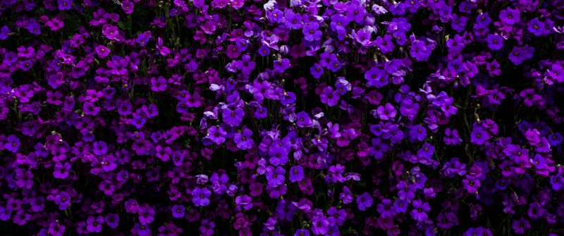 Purple Flowers, Floral Background, Beautiful, Blossom, Garden, Aubrieta Flowers, 5K