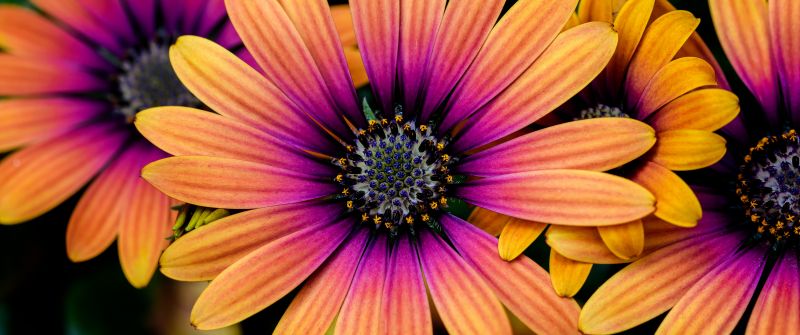Daisy flowers, Colorful flowers, Yellow, Pink, Closeup, Macro, Flower heads, Blossom, Spring, Garden, Floral, 5K