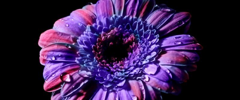 Gerbera Daisy, Purple Flower, Black background, Closeup, Macro, Blossom, Bloom, Spring, Flower heads, Beautiful, Petals, Dew Drops