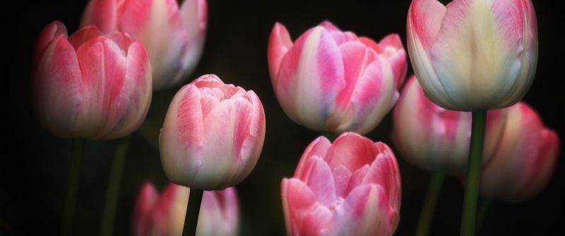 Tulips, Pink flowers, Black background, Spring, Garden, Flora, Bright